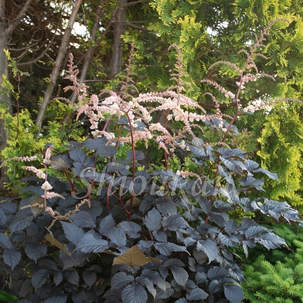 紫桜館山の花屋 開花時季から探す 夏に咲く植物 アスチルベ トリアシショウマ アスチルベ チョコレート将軍 9cmポット苗 耐寒性宿根草 新商品 カラス葉トリアシショウマ 今季開花終了 紫桜館山の花屋 開花時季から探す 夏に咲く植物 アスチルベ トリアシショウマ アスチルベ チョコレート将軍 9cmポット苗 耐寒性宿根草 新商品 カラス葉トリアシショウマ 今季開花終了
