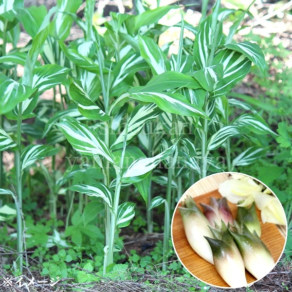 紫桜館山の花屋 | オンライン見積もり - 「斑入りミョウガ ダンシング
