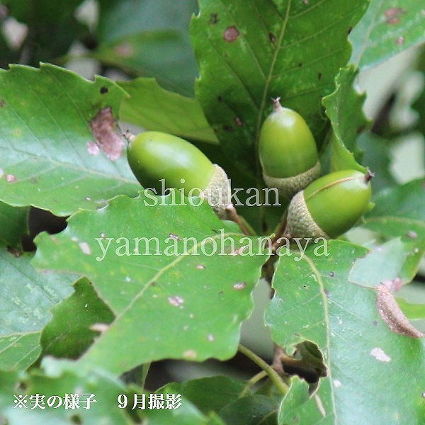 現品　ミズナラ　ドングリ　1.7mほど　山採り 現品 ミズナラ ドングリ 1.7mほど 山採り