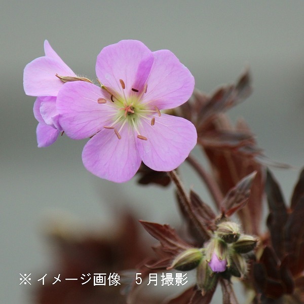 紫桜館山の花屋 | オンライン見積もり - 「ゲラニューム エリザベス