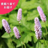 ֥ȥΥǷġƺ餭/ӥȥ륿/ٺѤ