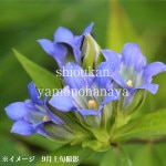 ɥ910.5cmݥåġ¿ǯ/ӥȡ/ܰε/7/11դŸ