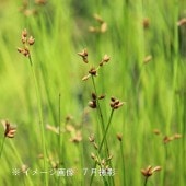 �եȥ���10.5cm�ݥå��ġ�������¿ǯ��/�ӥ��ȡ���/����/����̲ �Ͼ���̵��