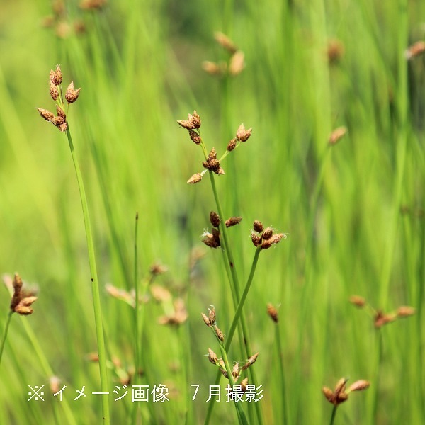 紫桜館山の花屋 | 全商品一覧 - 「フトイ 10.5cmポット苗 湿地性多年草/ビオトープ/太藺/来年開花見込み苗/※7/18葉を切り詰めて ...
