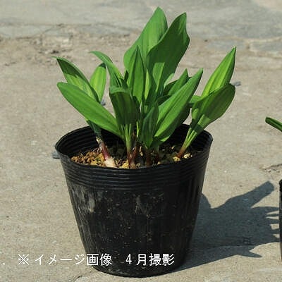 紫桜館山の花屋 山菜苗を探す 早春に食べられる山菜 アイヌネギ 行者ニンニク ギョウジャニンニク 15cmポット8 10株植え苗 山菜苗 耐寒性多年草 アイヌネギ 7 1休眠に入りました 地上部無し 行者にんにく 行者 紫桜館山の花屋 山菜苗を探す 早春に食べられる山菜 アイヌネギ 行者ニンニク ギョウジャニンニク 15cmポット8 10株植え苗 山菜苗 耐寒性多年草 アイヌネギ 7 1休眠に入りました 地上部無し 行者にんにく 行者