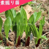 ���祦����˥�˥��������Ƿ����ġ�������/�����̥ͥ�/6��8ǯ������/�����ٺѤ�