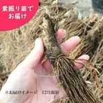 ���祦����˥�˥������硡�Ƿ����ġ�������/�����̥ͥ�/6��8ǯ������/�����ٺѤ�