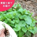 Ȫ�掠�ӡ��Ƿ����ġ�������/Ȫ����/�蘆��/�����ٺѤ�
