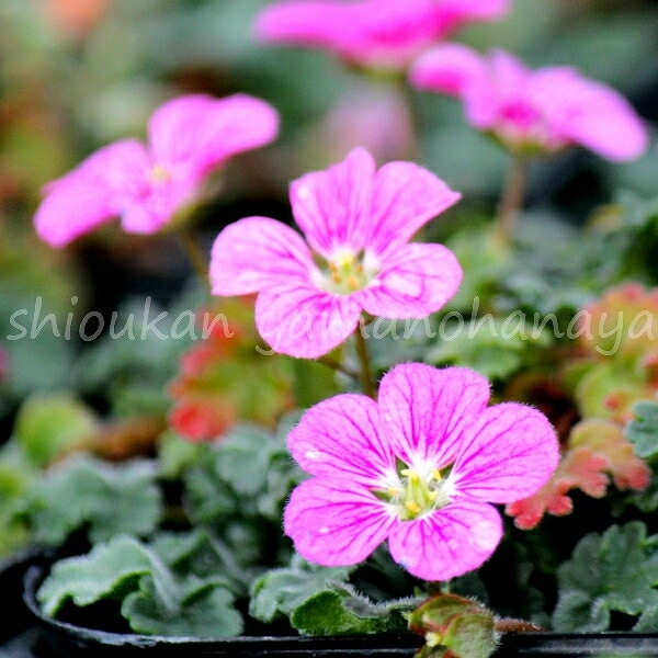 紫桜館山の花屋 開花時季から探す 春に咲く植物 フウロソウ ゲラニューム 桃花大輪ヒメフウロソウ 7 5cmポット苗 山野草 耐寒性多年草 新商品