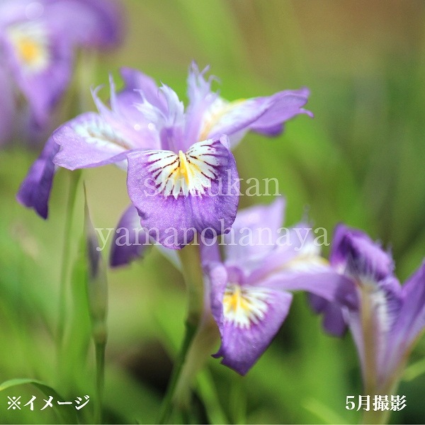紫桜館山の花屋 | 全商品一覧 - 「ヒメシャガ 9cmポット苗 山野草/耐寒