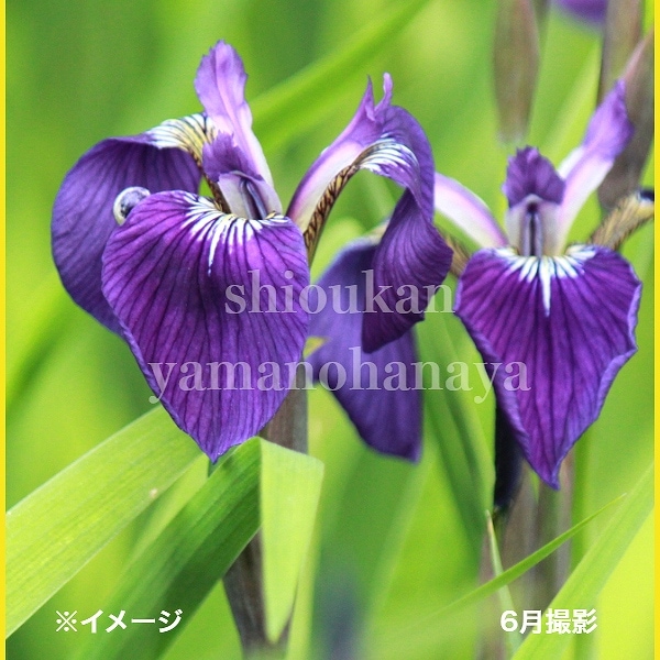 紫桜館山の花屋 | オンライン見積もり - 「ヒオウギアヤメ 10.5cm