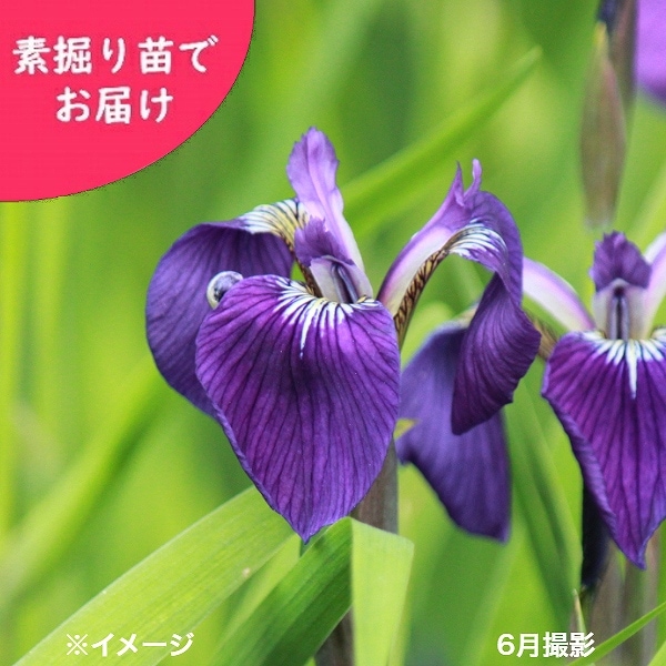 紫桜館山の花屋 | 全商品一覧 - 「ヒオウギアヤメ 素掘り苗 山野草/檜