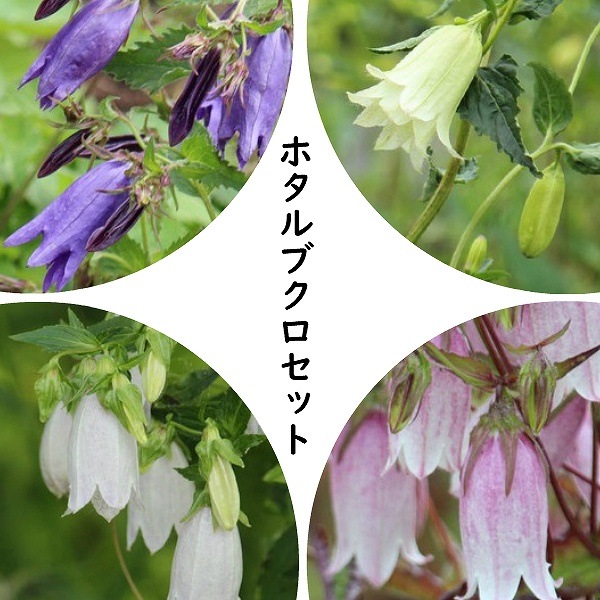 紫桜館山の花屋 | オンライン見積もり - 「宿根草セット