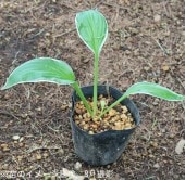 ��ʤ���ե��ܥ�����10.5cm�ݥå��ġ�������/�Ѵ���¿ǯ��/�ۥ���/��ʤ����/������