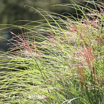 ハエマンサス 斑入り