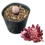 �ֲ֥ե��Υȥ���10.5cm�ݥå��ġ�������/�ֲ������/��2/14�Ĥܤߡ�������