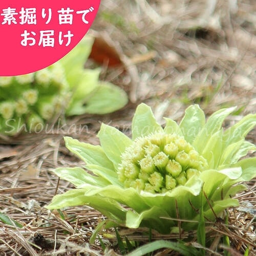 紫桜館山の花屋 | 全商品一覧 - 「フキノトウ 素掘り苗 山菜苗/蕗の薹