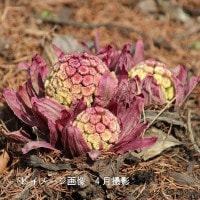 �ֲ֥ե��Υȥ���15cm�ݥå��ġ�3�꿢��/������/�ֲ������/������/��2/14�Ĥܤߡ�������