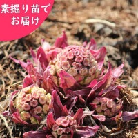 �ֲ֥ե��Υȥ����Ƿ����ġ�������/�ֲ������/�����ٺѤ�