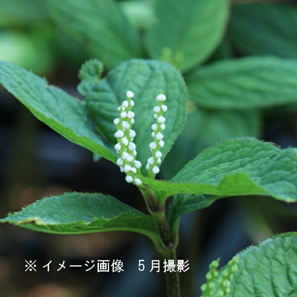 160cm　山野草　山採り　苗木　苗　クロモジ　薬効　ハーブ　癒やしの香り　庭木 000000000928_jyTJCkX.jpg