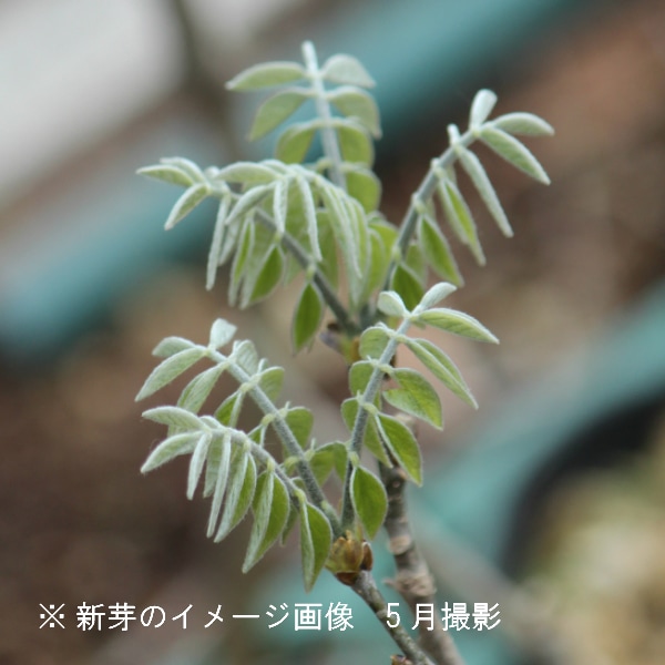 イヌエンジュ　苗木　紅葉樹　落葉樹 新芽 緑と白の葉 大小セット イヌエンジュ 苗木 紅葉樹 落葉樹 新芽 緑と白の葉 大小セット