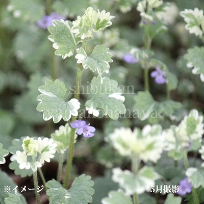 紫桜館山の花屋 | 全商品一覧 - 「斑入りカキドオシ 9cmポット苗 山