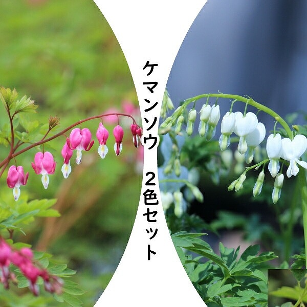 紫桜館山の花屋 開花時季から探す おすすめ苗セット 宿根草セット ケマンソウ タイツリソウ 2色各2ポットセット 今季開花終了 葉を切り詰めました 山野草 宿根草 苗 販売 山草 紫桜館 通販 購入 山菜 ディセントラ 鯛釣り草 タイツリソウ 観葉植物