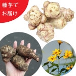 ��긩���������⡡���Ŀ�ñ�̡����/�ư�/����/���ݴ����������Ի���/���դ�/�����ٺѤ�