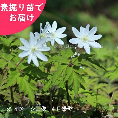 紫桜館山の花屋 開花時季から探す 早春に咲く植物 キクザキイチゲ キクザキイチゲ 素掘り苗 山野草 菊咲一華 菊咲一輪草 アネモネ 23年開花見込み株 入荷済み 出荷は2 15まで