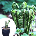 �����ߡ�10.5cm�ݥå��ġ�������/�Ѵ���¿ǯ��/�������ƥ�/������ʪ/����̲ �Ͼ���̵��