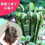 �����ߡ��Ƿ����ġ�������/�������ƥ�/������ʪ/�����ٺѤ� ���������3��16���ޤǲ�ǽ