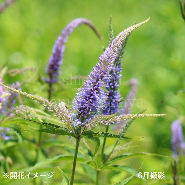 山野草　カムチャツカ産　ウルップソウ　大株 000000000908_G4JLF6O.jpg