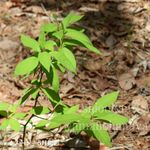 �����⥸��9��10.5cm�ݥå��ġ�����20��30���/���ռ�/����/��ʸ��/����̻ޤθ���/����̲ ���պѤ�