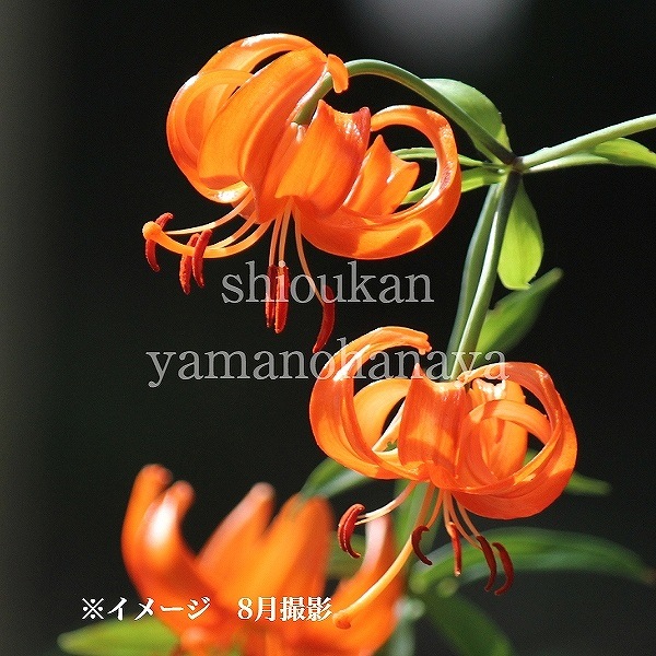 クルマユリ DSC_9824-300x300.jpg