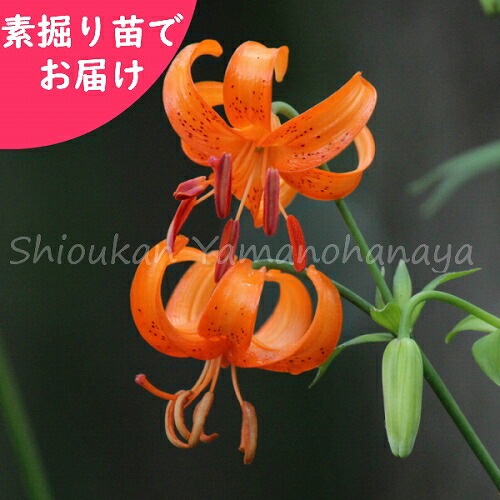 紫桜館山の花屋 開花時季から探す 夏に咲く植物 ユリ クルマユリ 素掘り苗 山野草 車百合 23年開花見込み株 紫桜館山の花屋 開花時季から探す 夏に咲く植物 ユリ クルマユリ 素掘り苗 山野草 車百合 23年開花見込み株