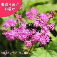 ֥祦ΥǷġ/λ/ĥ/ٺѤ