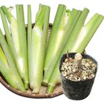 �ޥ��⥿����10.5cm�ݥå��ġ�������¿ǯ��/�����/�ҥ��ϥޥ���/����̲ �Ͼ����ʤ�