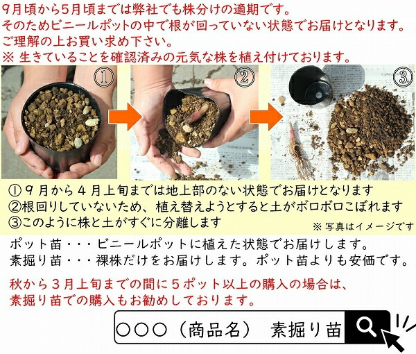 紫桜館山の花屋 | オンライン見積もり - 「マコモタケ 10.5cmポット苗