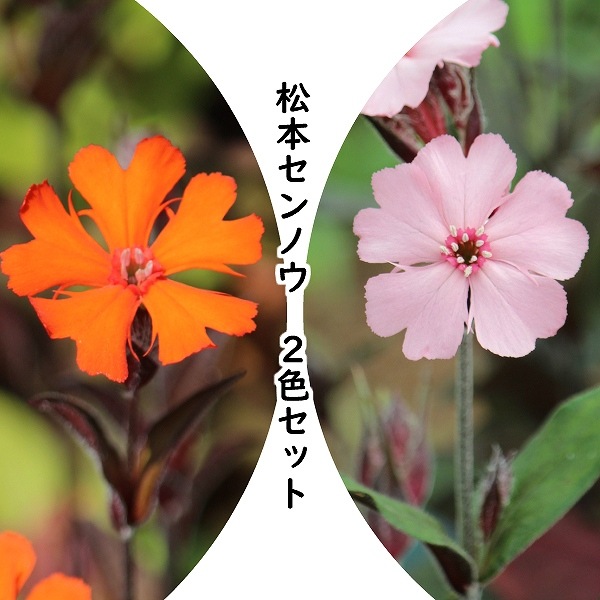 紫桜館山の花屋 | オンライン見積もり - 「山野草セット：マツモト