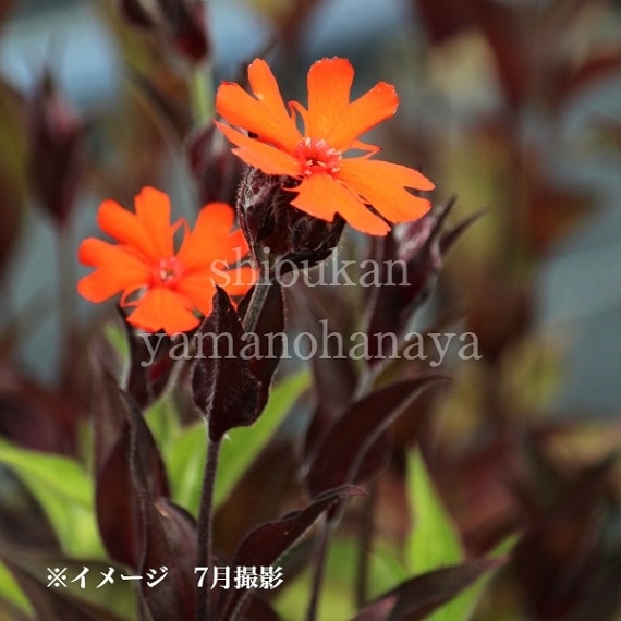 紫桜館山の花屋 | オンライン見積もり - 「マツモトセンノウ 9cmポット