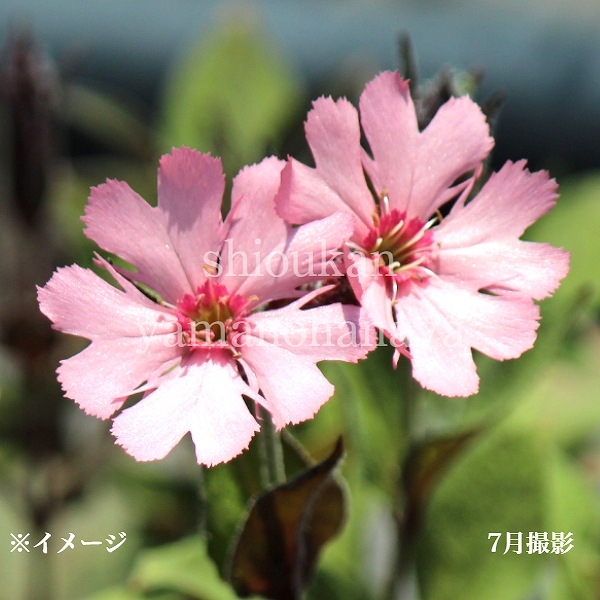 紫桜館山の花屋 | オンライン見積もり - 「桃花マツモトセンノウ 9cm
