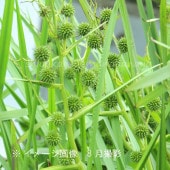 �ߥ��ꡡ10.5cm�ݥå��ġ�������¿ǯ��/�ӥ��ȡ���/�䥬��/����̲ �Ͼ����ʤ�