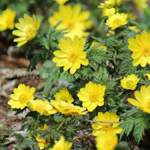 紫桜館山の花屋 開花時季から探す 早春に咲く植物 福寿草 ミチノクフクジュソウ 10 5cmポット2芽植え苗 希少種 春咲き山野草 耐寒性多年草 休眠株を植え付けてお届け