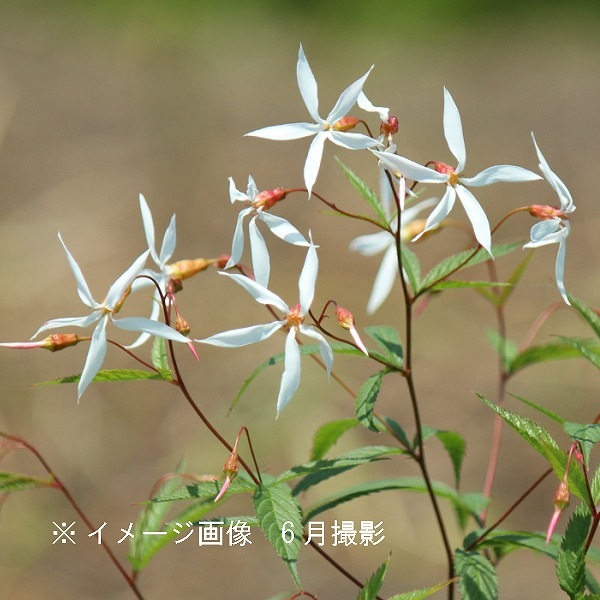 紫桜館山の花屋 | 全商品一覧 - 「ミツバシモツケ 9～10.5cmポット苗