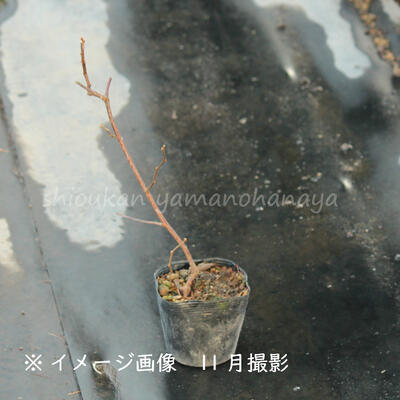 紫桜館山の花屋 | オンライン見積もり - 「ミヤママタタビ 10.5cm