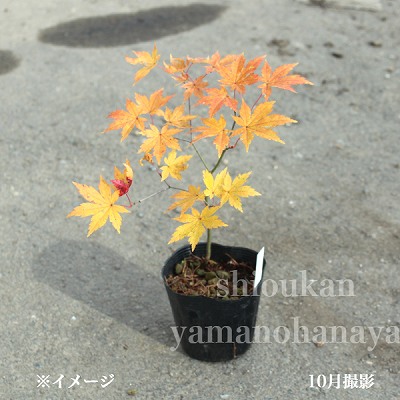 紫桜館山の花屋 | オンライン見積もり - 「ヤマモミジ 10.5cmポット苗
