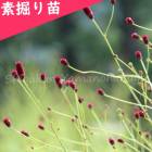 ƺ餭⥳Ƿġ//󥮥/ٺѤ