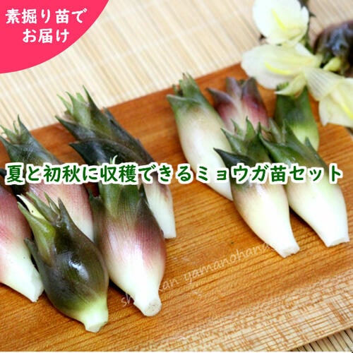 紫桜館山の花屋 山菜苗を探す 山菜おすすめ苗セット 山菜苗セット 夏と秋に収穫できるミョウガ 各10株セット 早生ミョウガ 晩生ミョウガ 23年収穫見込み株 入荷済み 出荷は3 15まで 取置き承ります みょうが 茗荷 冥加 薬味 あきみょうが 秋