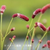 ǻ��Ĺ���ֲ֥��⥳����15cm�ݥå��ġ�3~5�꿢����/������/�Ѵ���¿ǯ��/�����/���󥮥����/����̲ �Ͼ���̵��