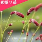 ǻĹֲ֥⥳Ƿġ//󥮥/ٺѤ